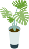 観葉植物